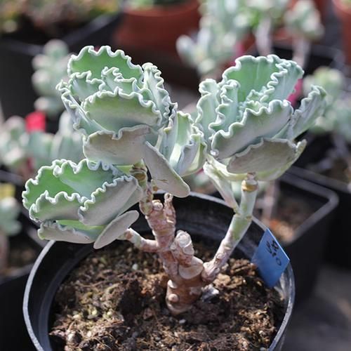 Cotyledon-undulata2.jpg