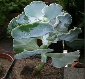 Cotyledon-undulata3.jpg