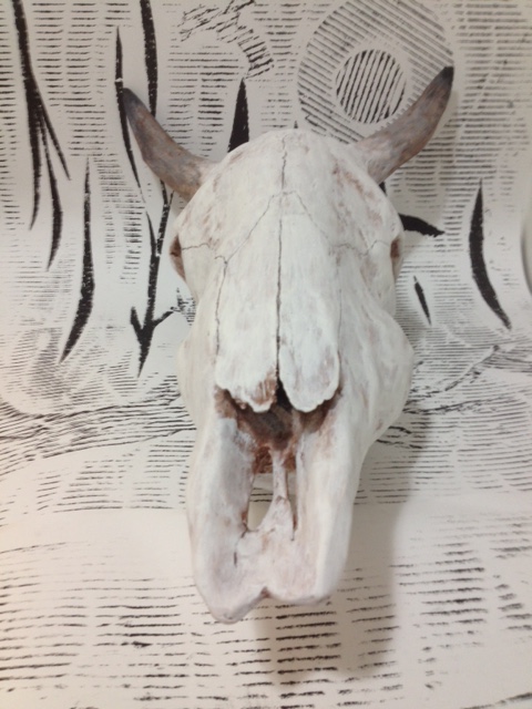 Cow Skull 2.JPG