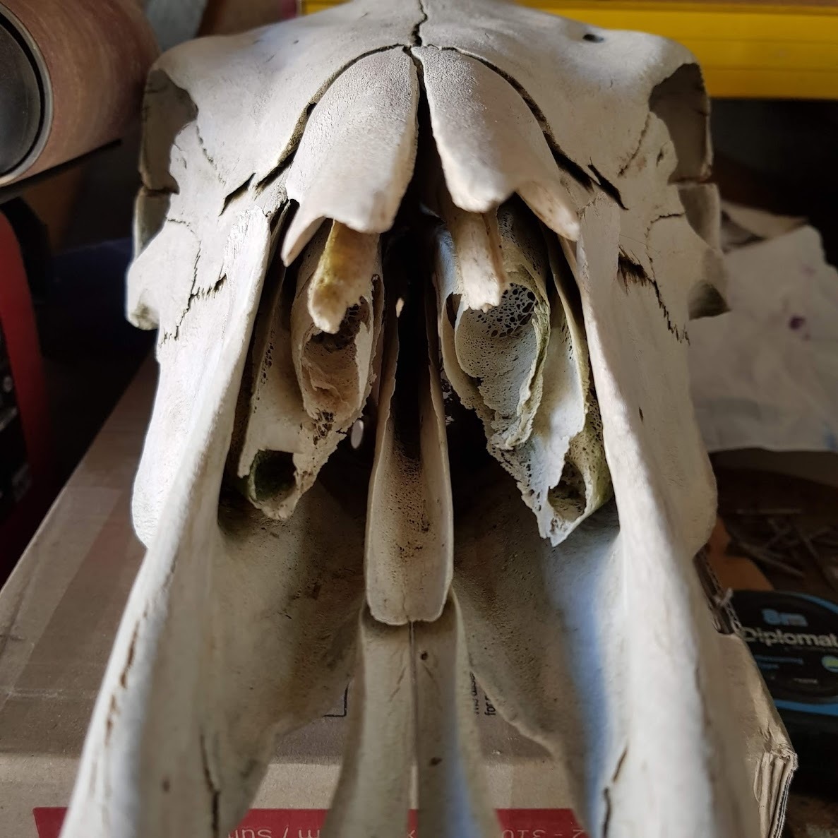 Cow Skull Art (43).jpg