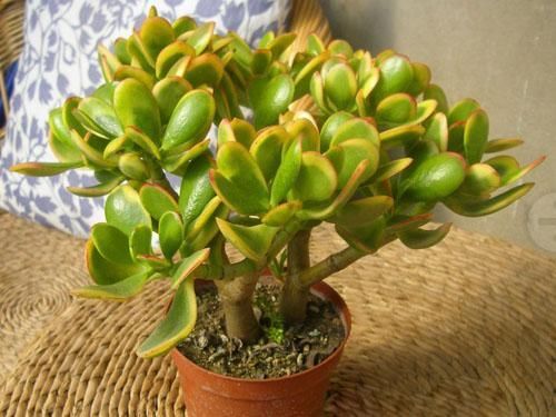 Crassula-Portulacea-CV1.jpg