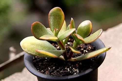 Crassula-Portulacea-CV2.jpg