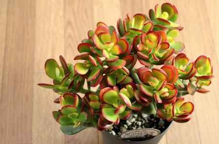 Crassula-Portulacea-CV3.jpg