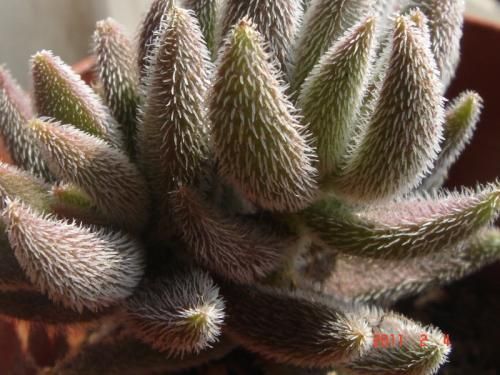 Crassula-mesembrianthoides1.jpg