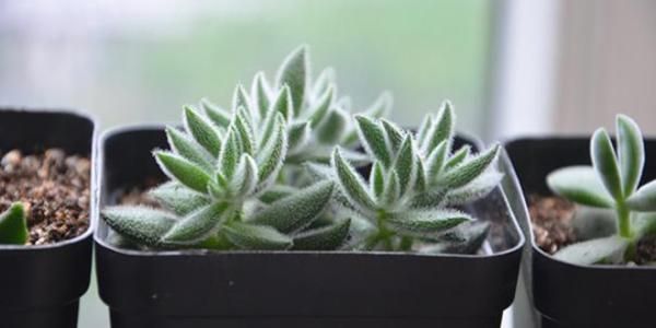 Crassula-mesembrianthoides2.jpg