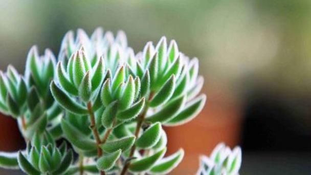 Crassula-mesembrianthoides7.jpg