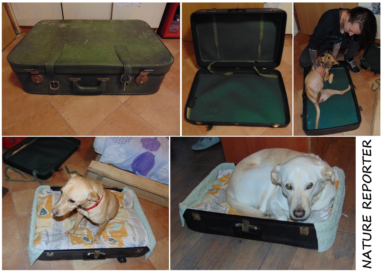 DIY DOGGY BEDS.jpg