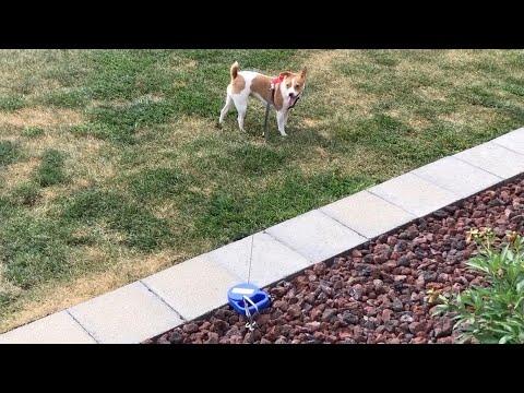 DIY Retractable Dog Tie out