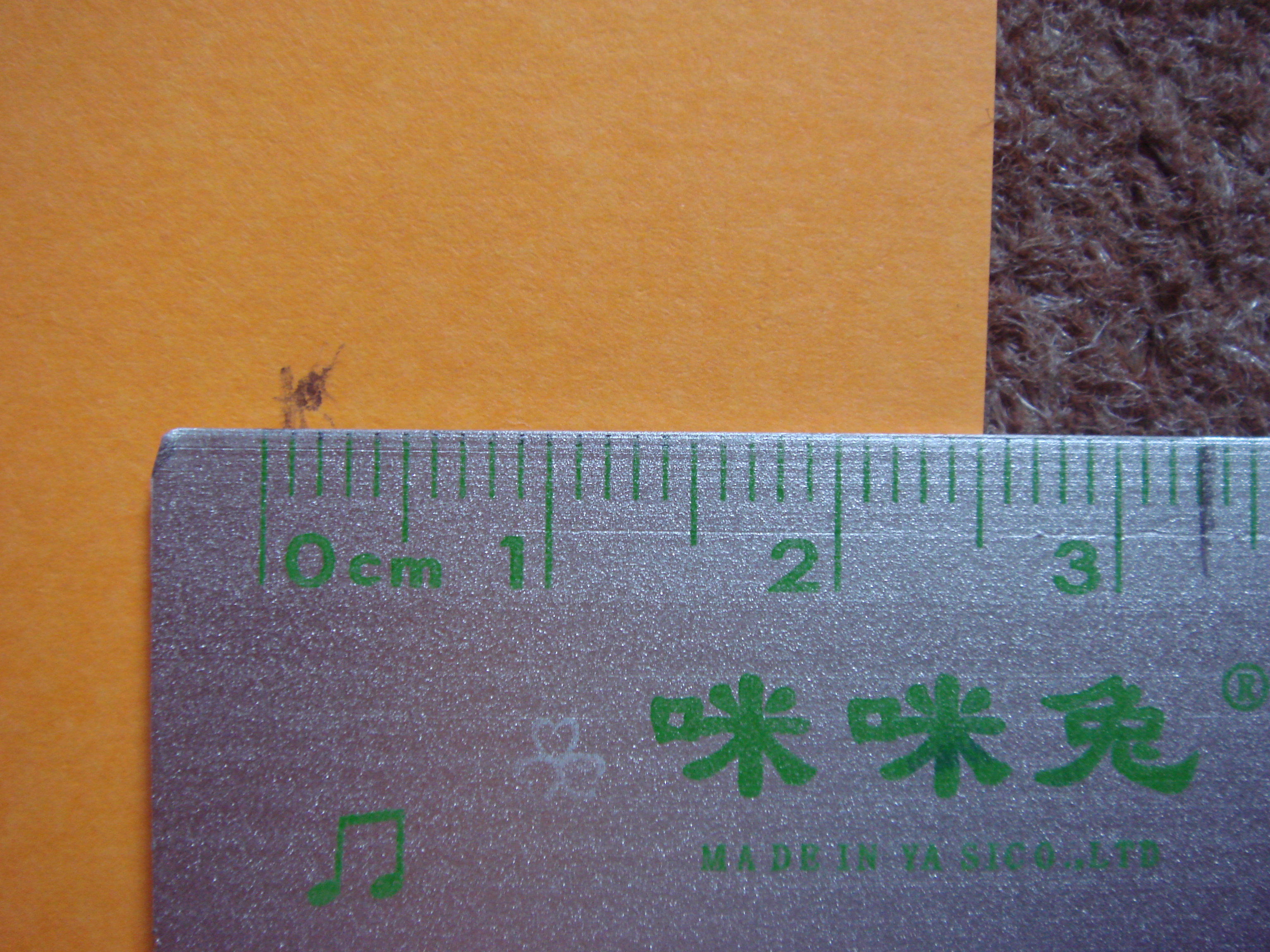 DSC02438.JPG