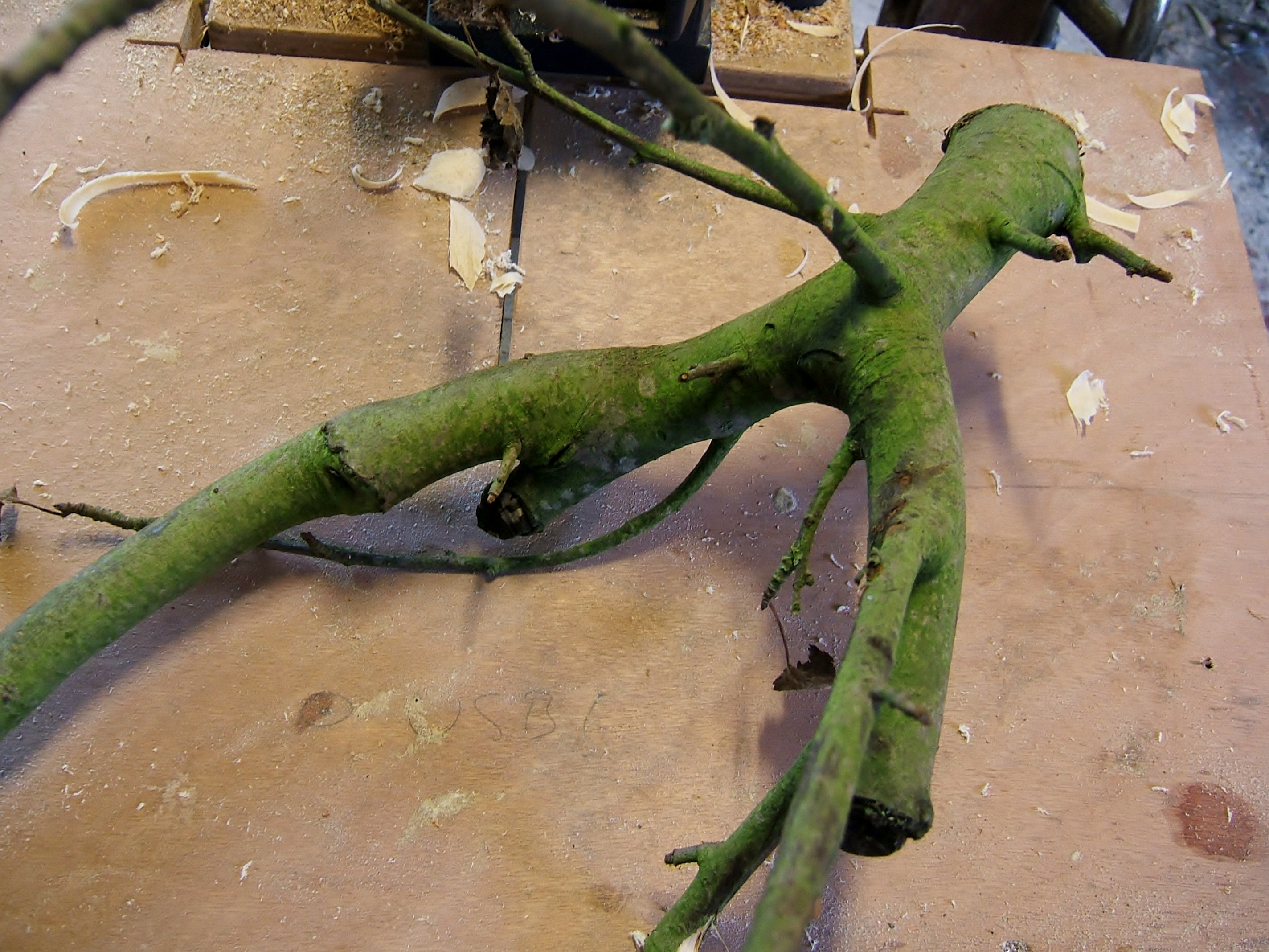 DSCF0494.JPG