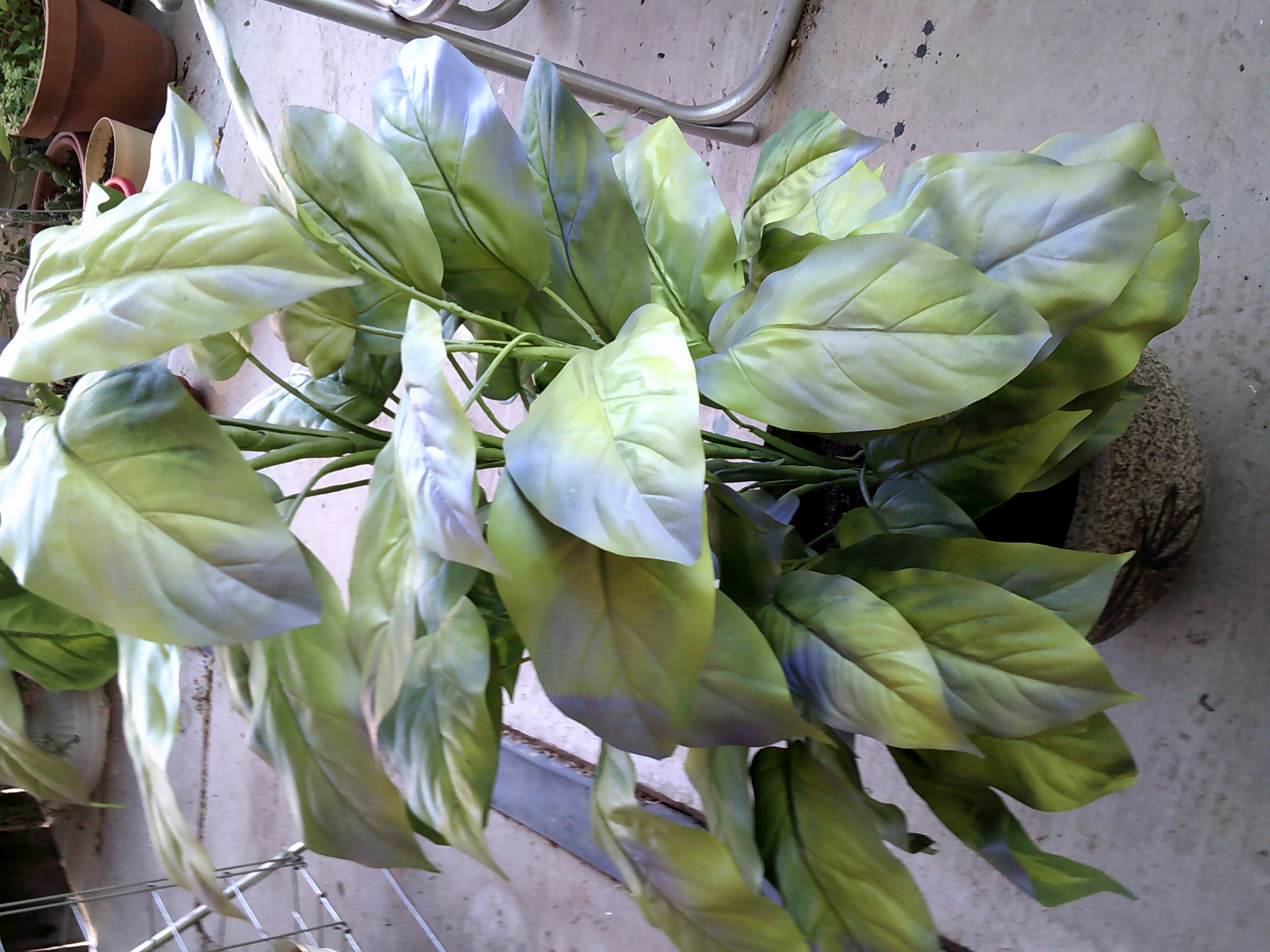 DSCF0587.JPG