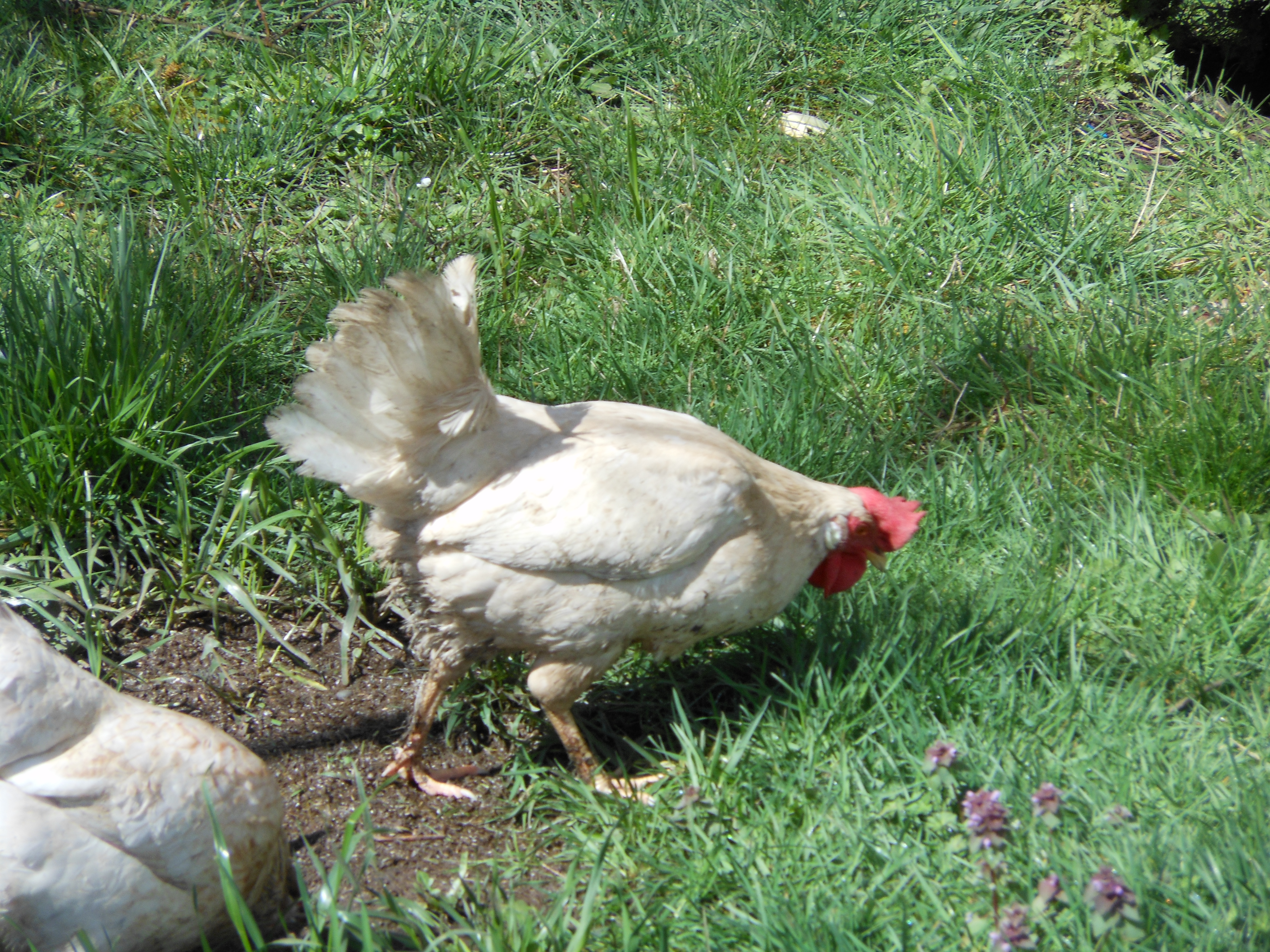 DSCN0389.JPG