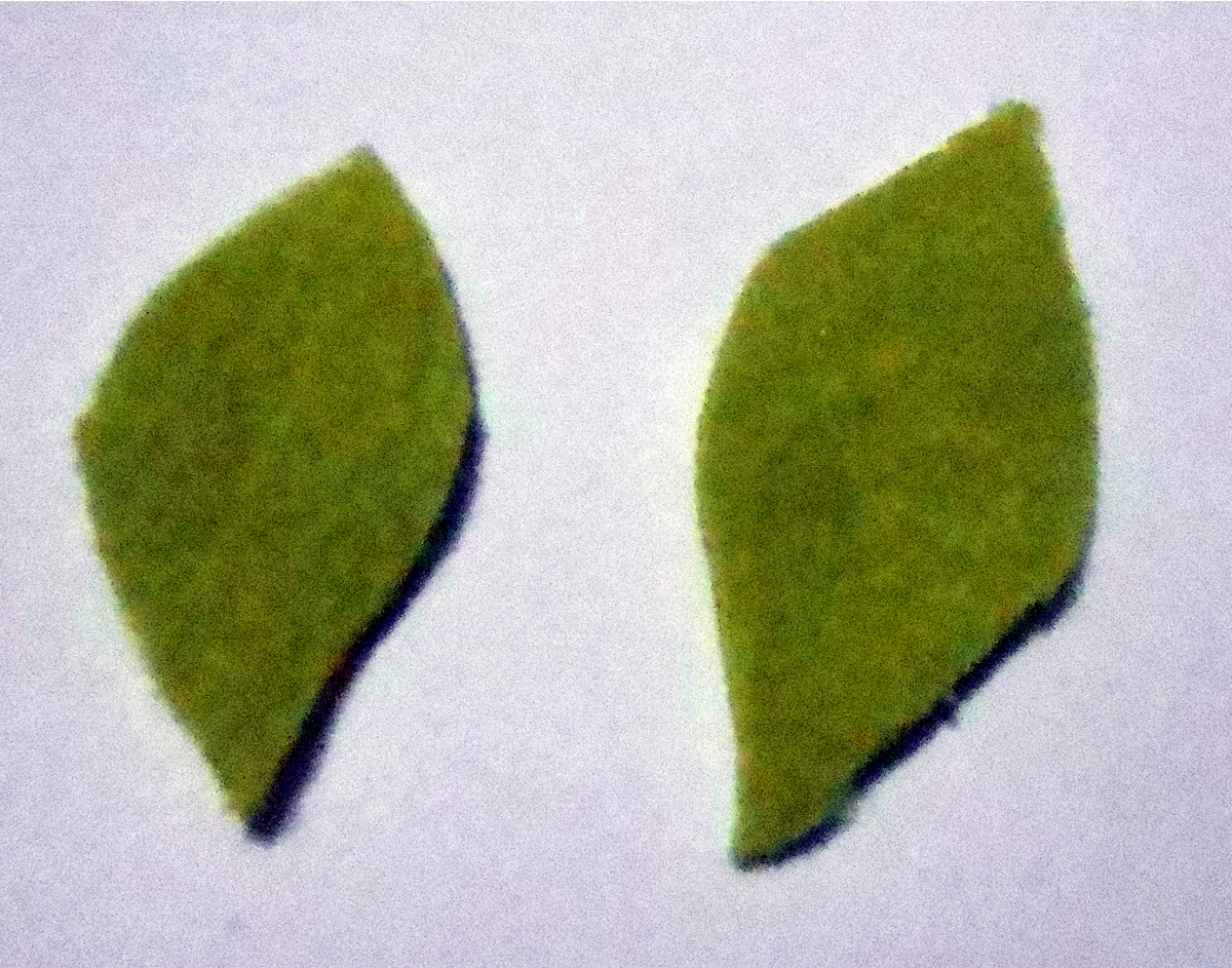DSCN9565leaf - Copy.png