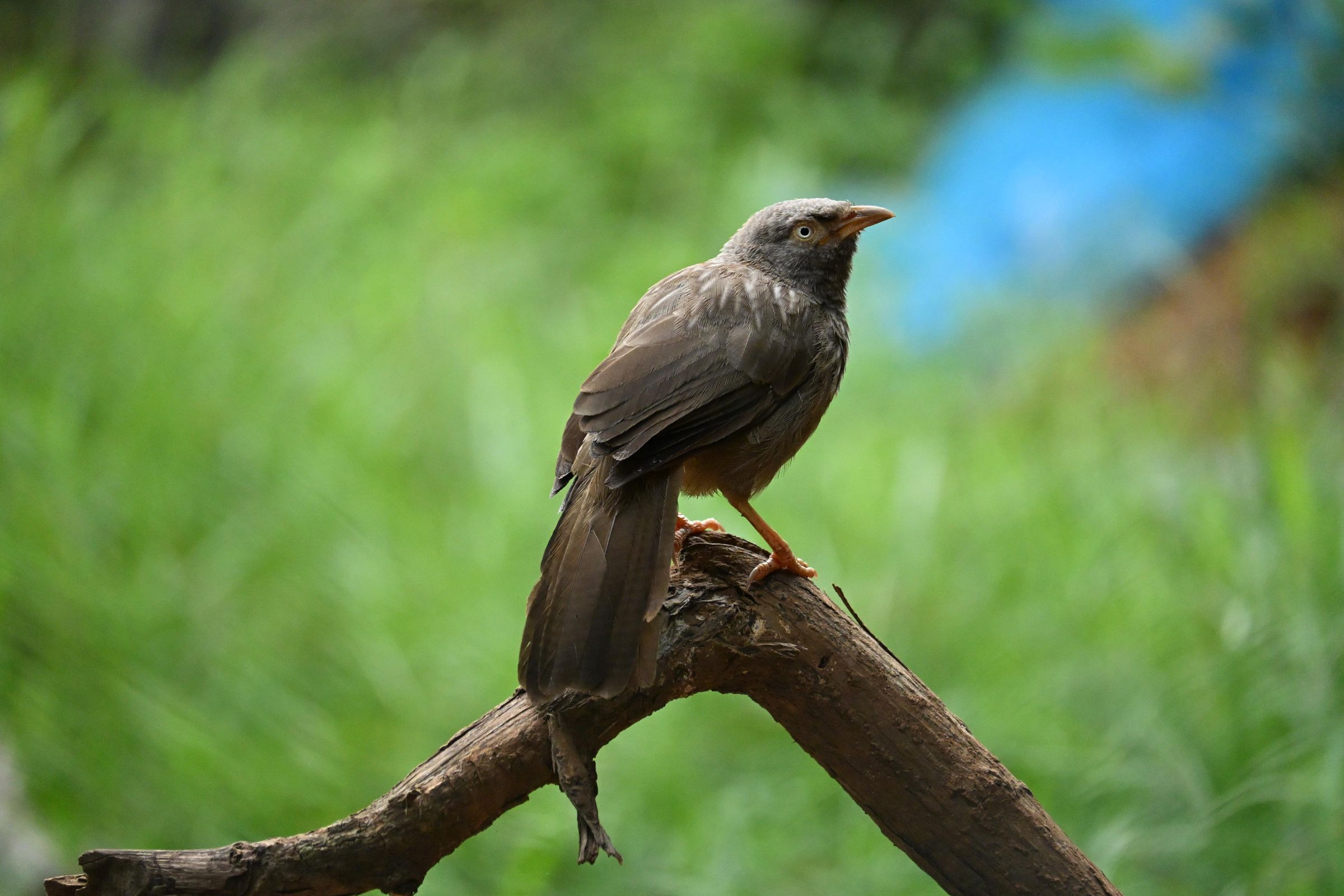 DSC_1779.JPG