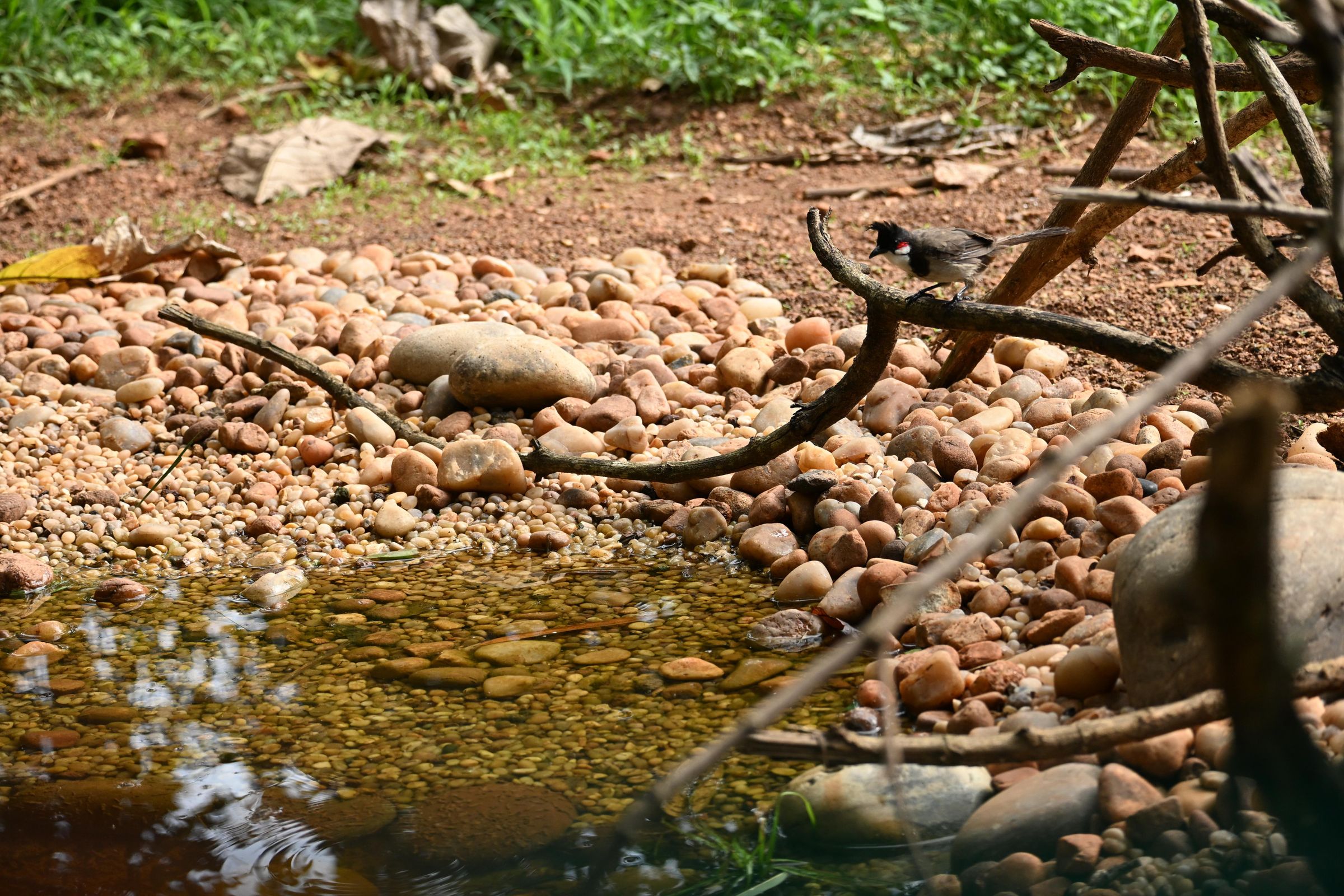 DSC_1942.JPG