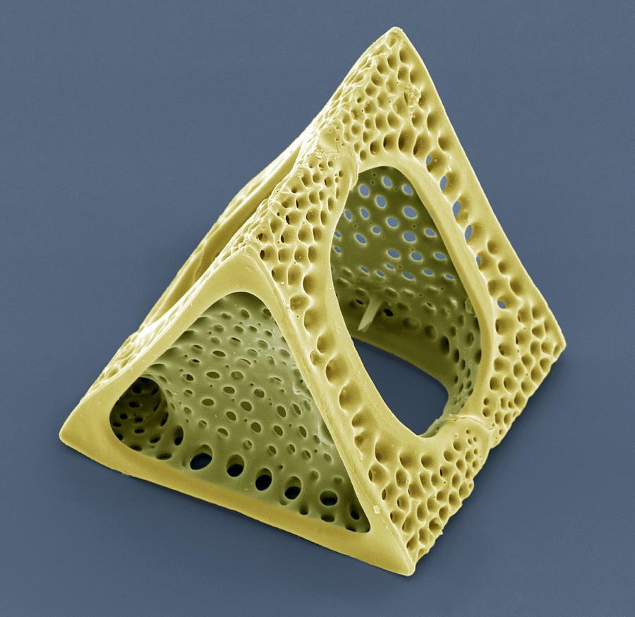 Diatom triangle box.jpg