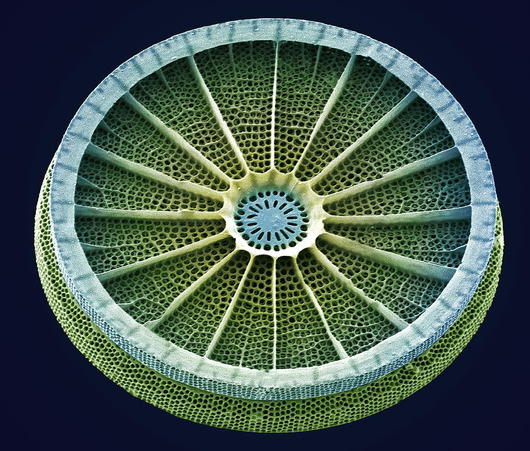 Diatom wheel.jpg