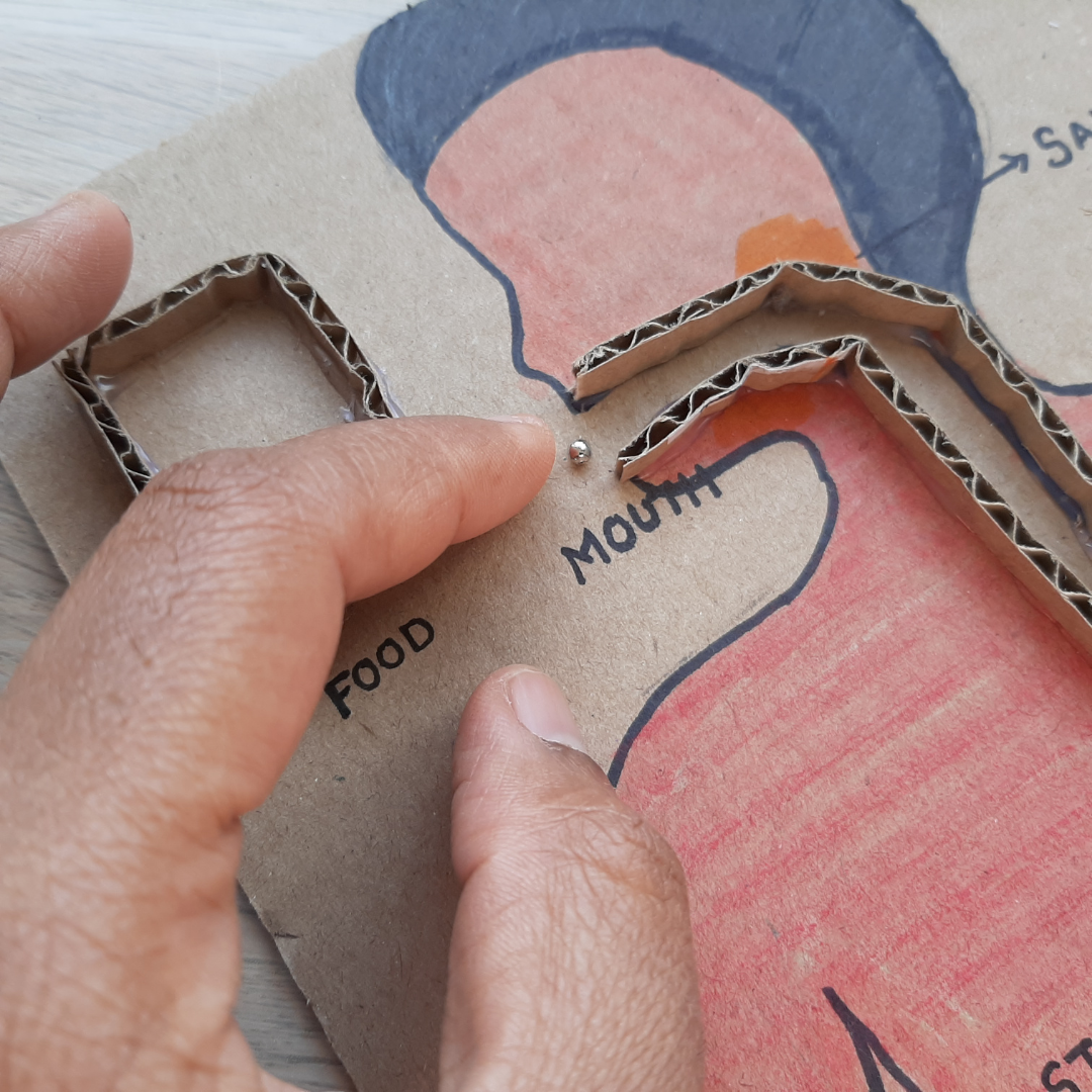 Digestive System Cardboard (3).png