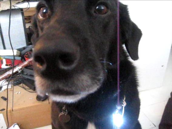 Dog light stills 8.jpg