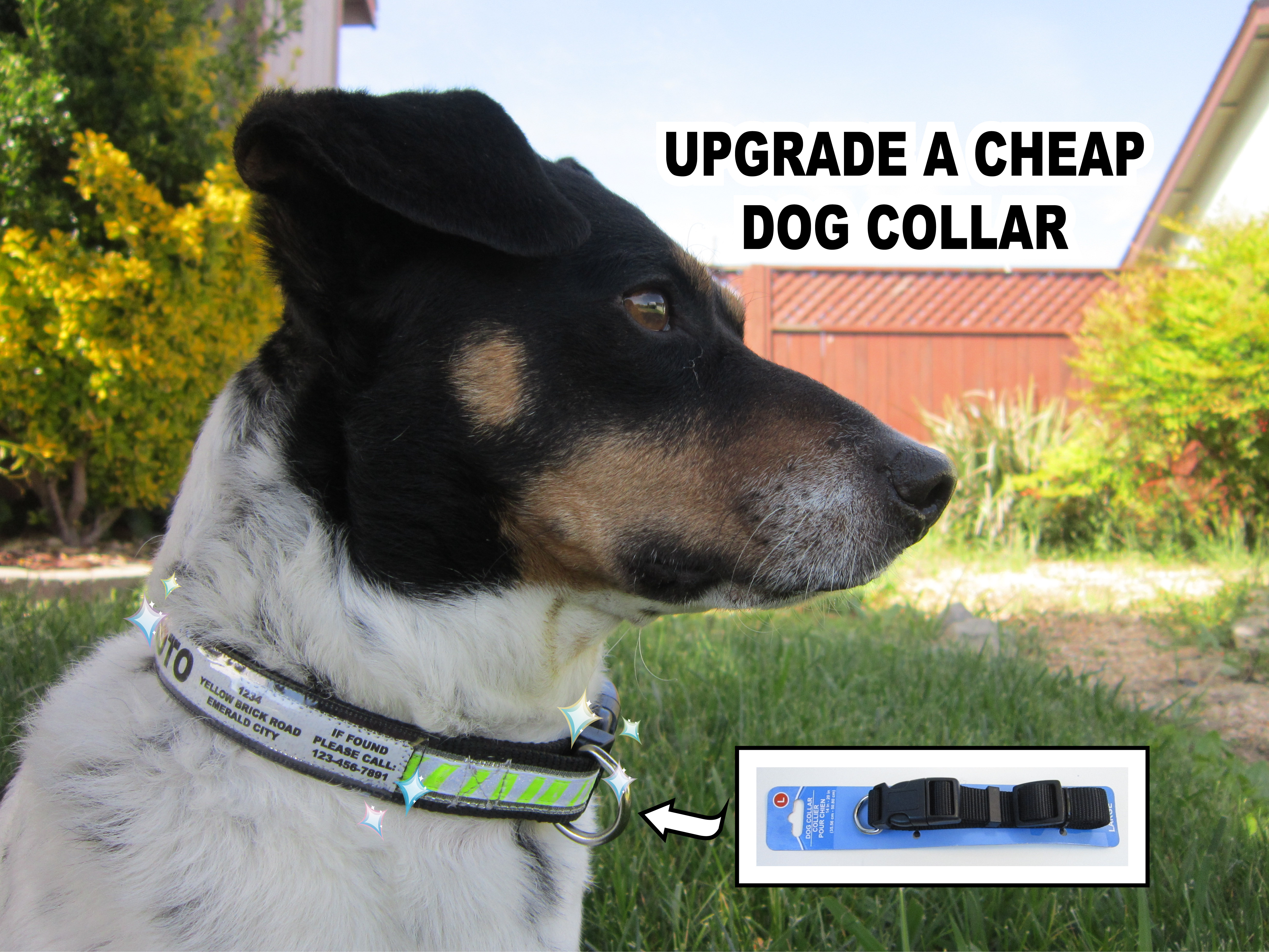 DogCollar.jpg