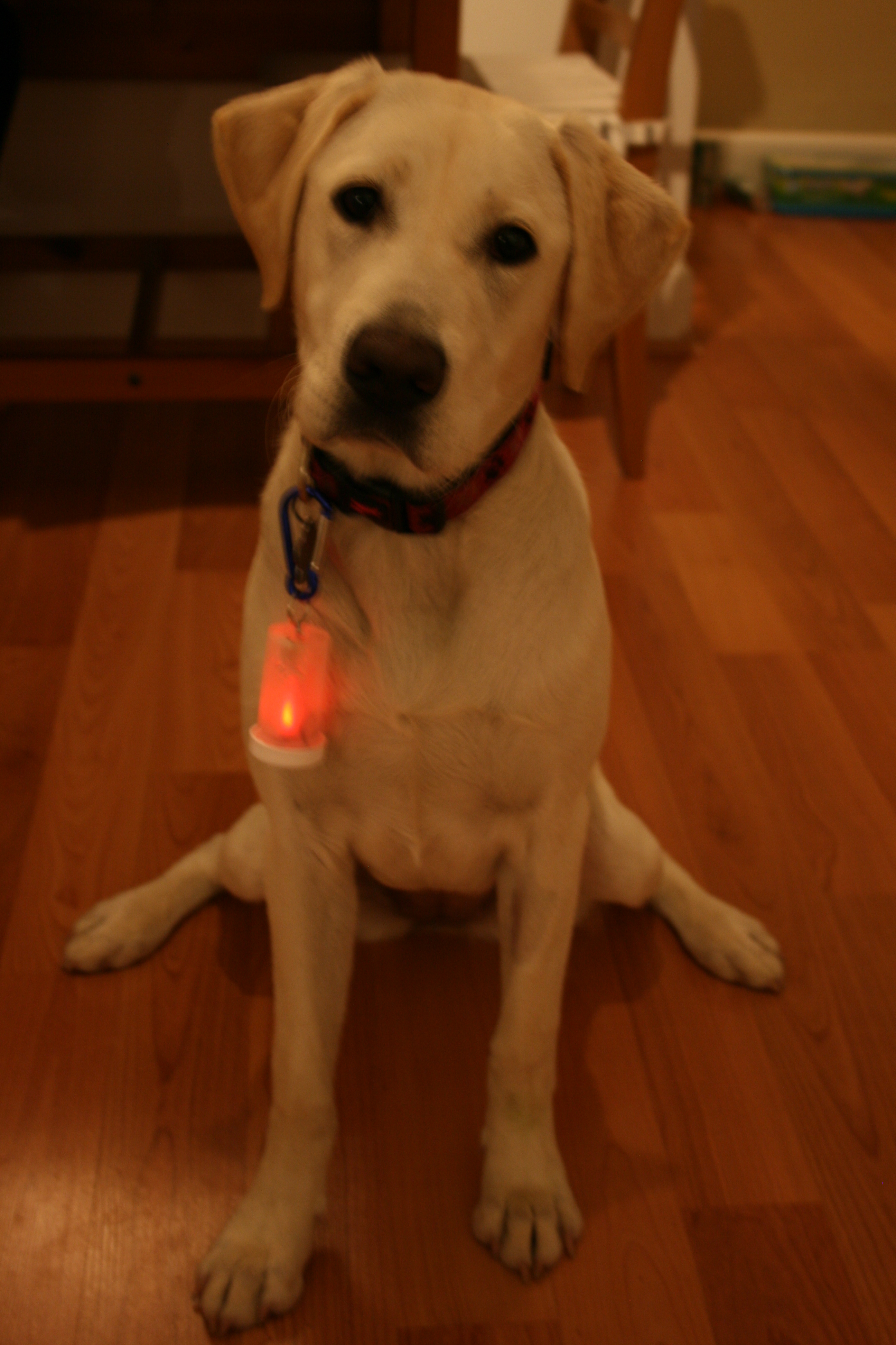 Doggie Dongle 043.JPG