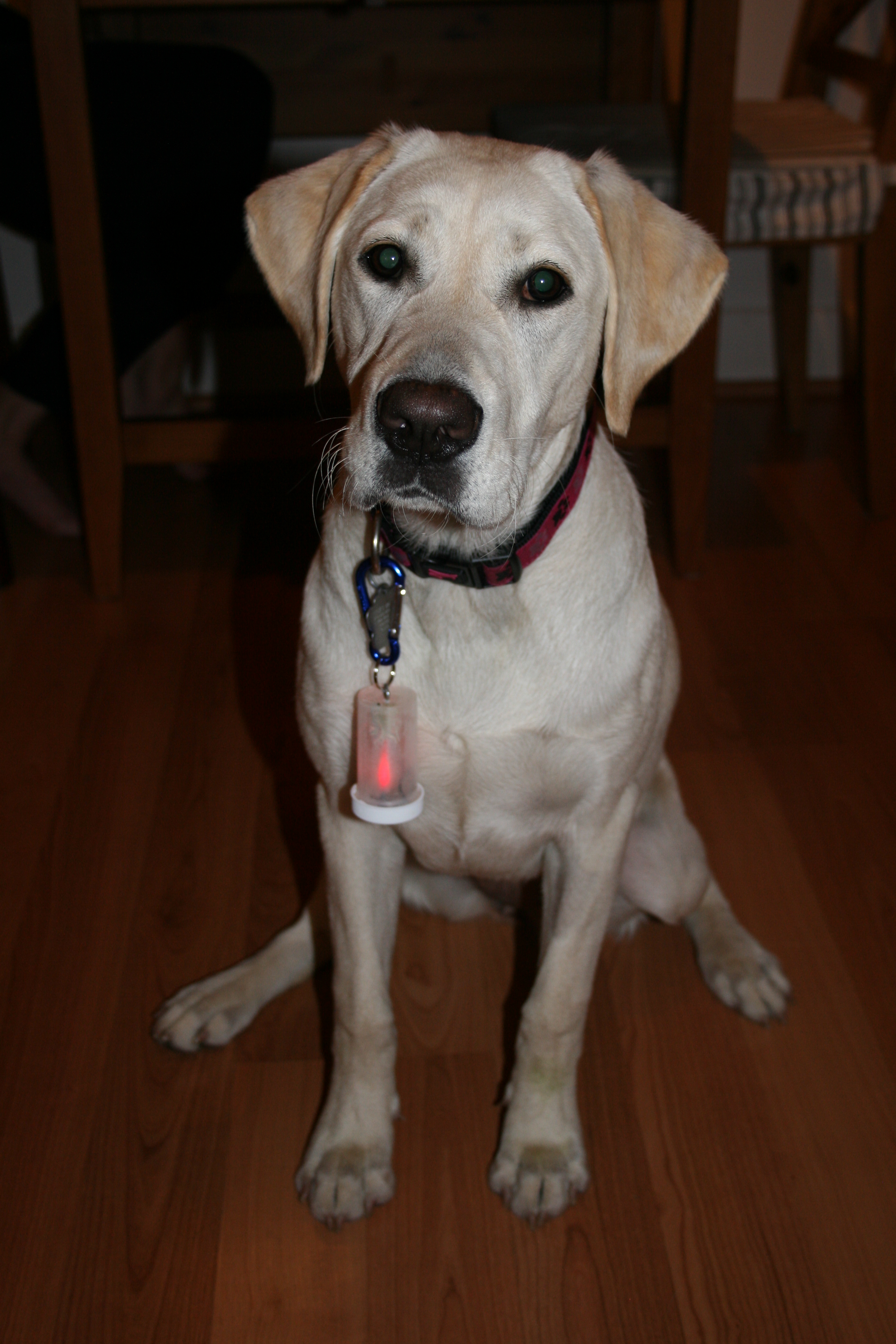 Doggie Dongle 044.JPG