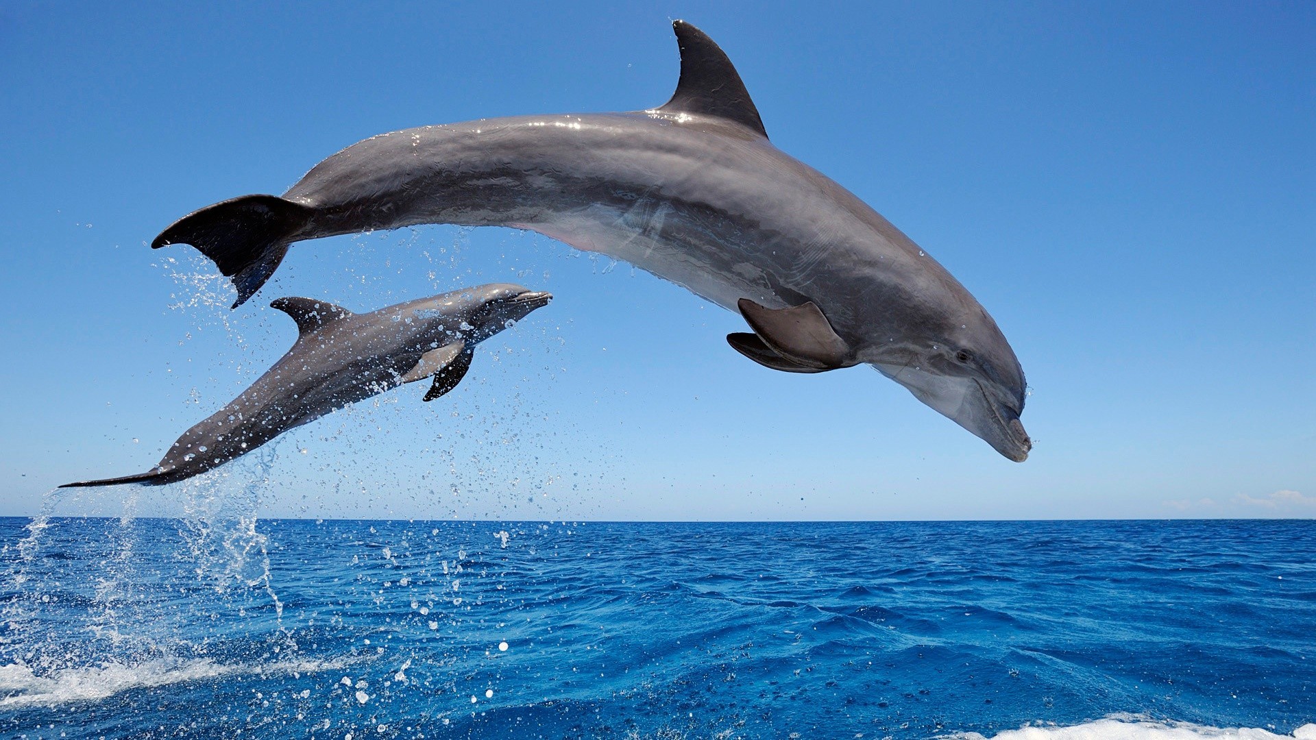 Dolphin-Hd-3.jpg