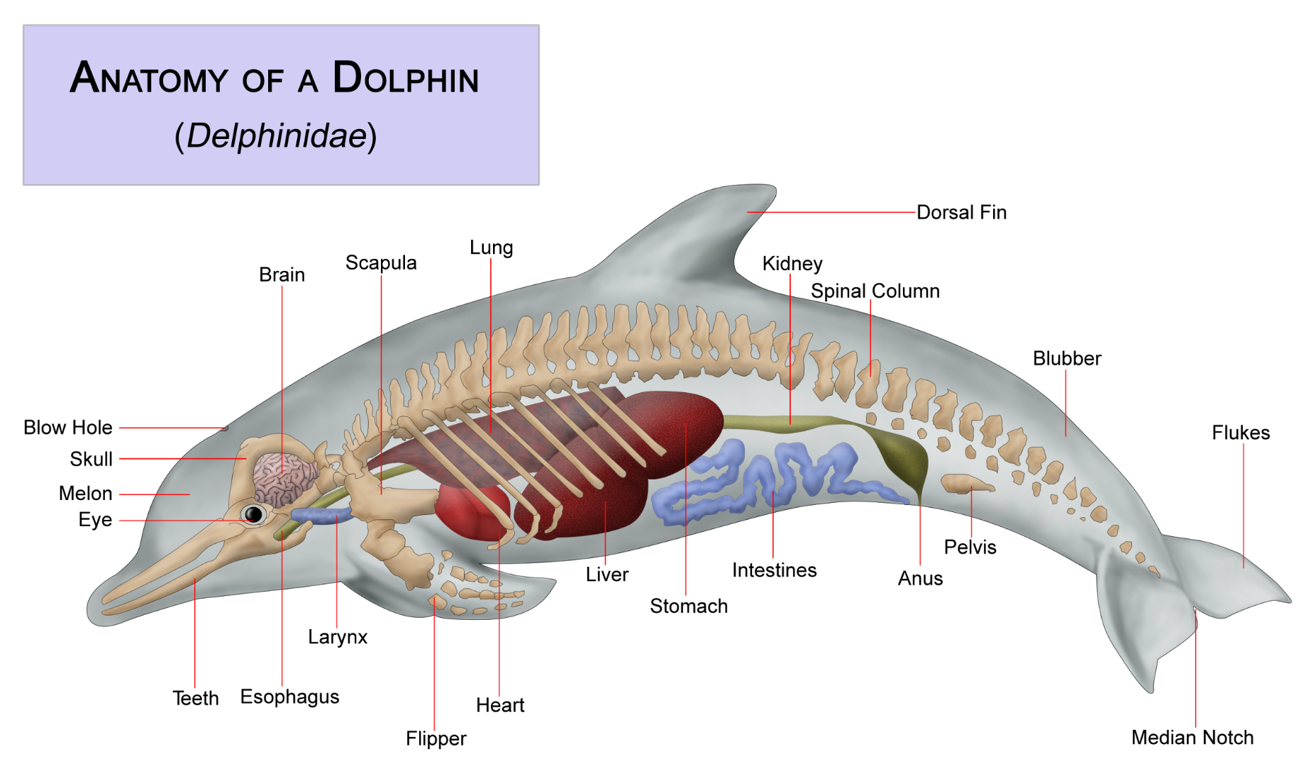 Dolphin_anatomy.png