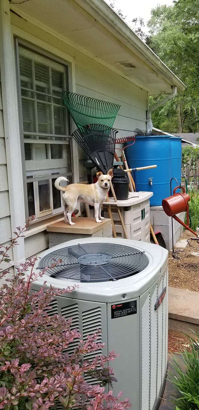 Doobie on steps.jpg