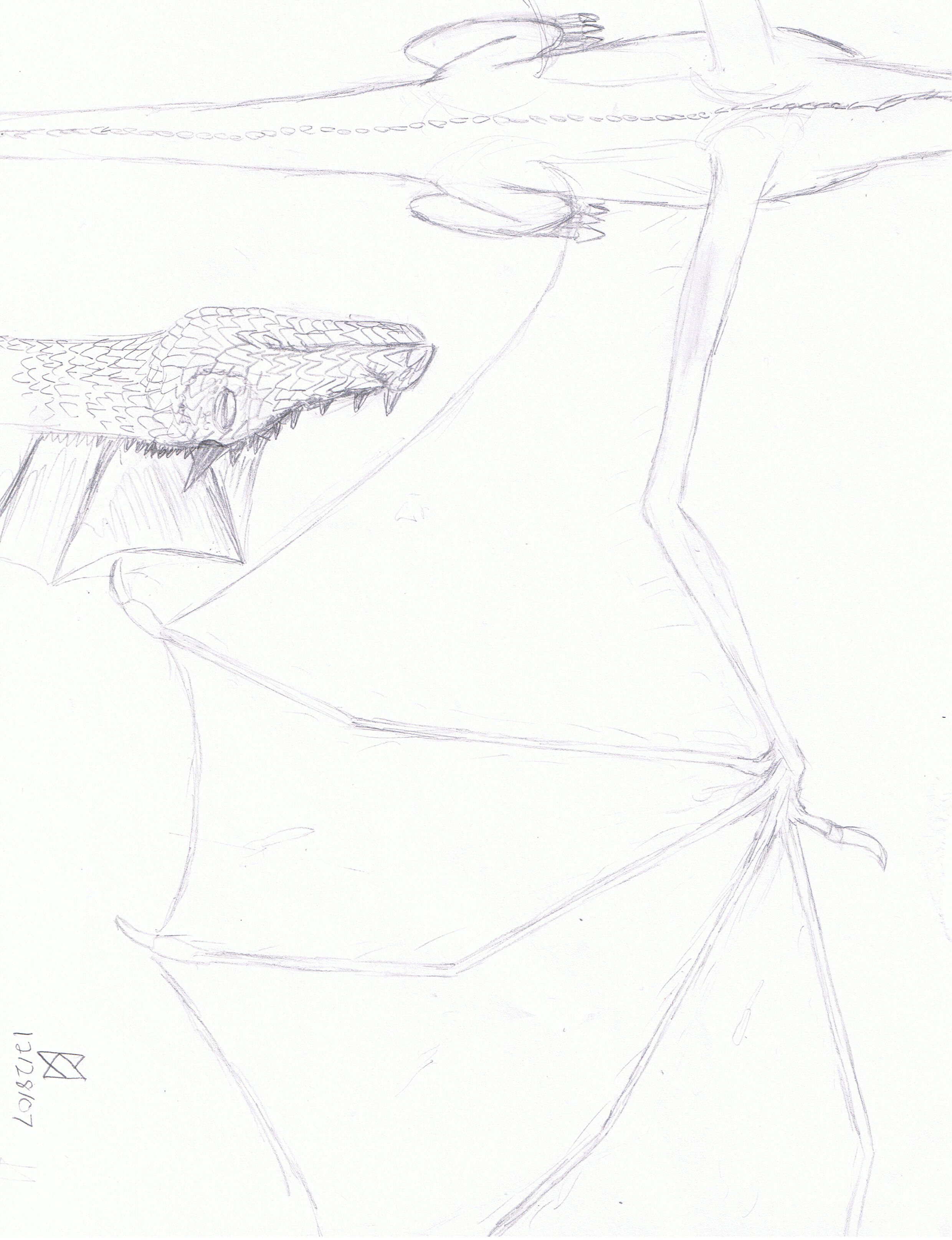 Drag_wing.jpg