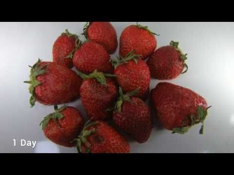 Drying Strawberries Timelapse