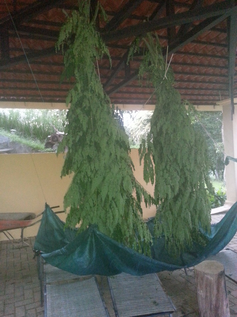 Drying moringa.jpg