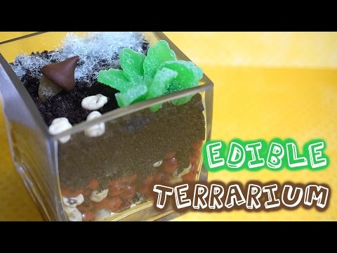 Easy DIY Edible Terrarium Room Decor or Gift// How to make a terrarium out of candy and Oreos!