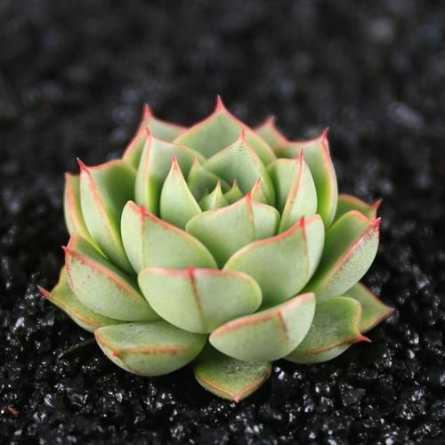 Echeveria-Fabiola4.jpg