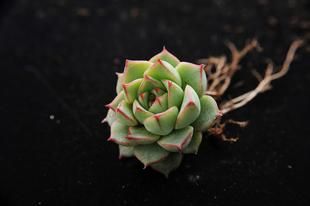 Echeveria-Fabiola5.jpg