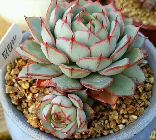 Echeveria-Fabiola6.jpg