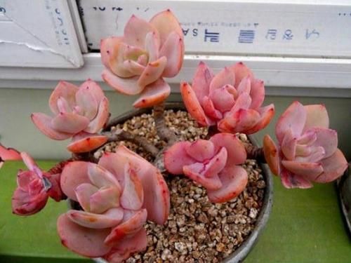 Echeveria-Hakuhou5.jpg
