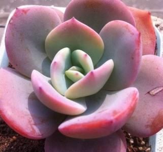 Echeveria-Hakuhou6.jpg