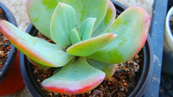 Echeveria-Hakuhou7.jpg