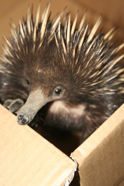 Echidna1.JPG