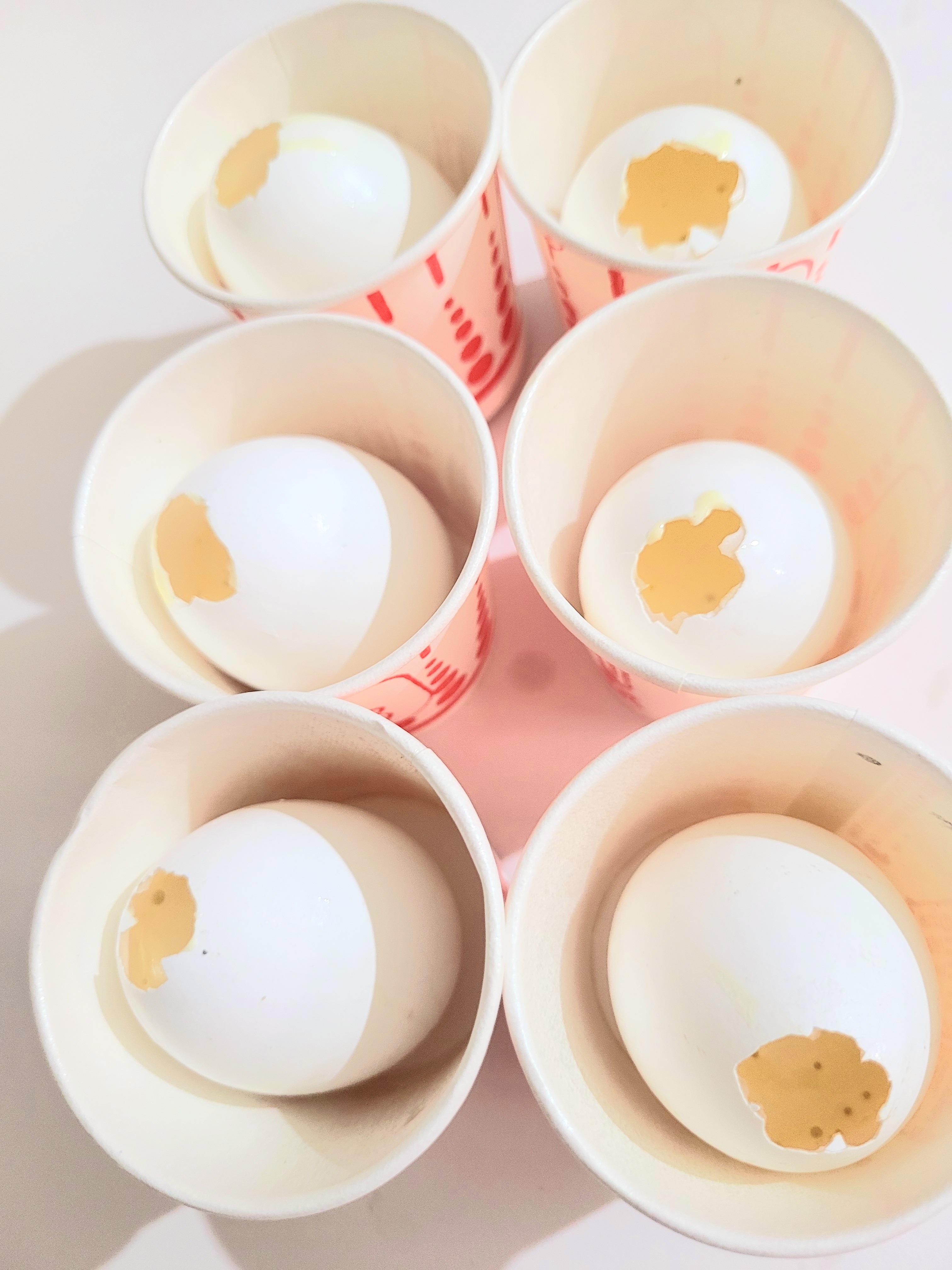 Egg shells in paper cup.jpg