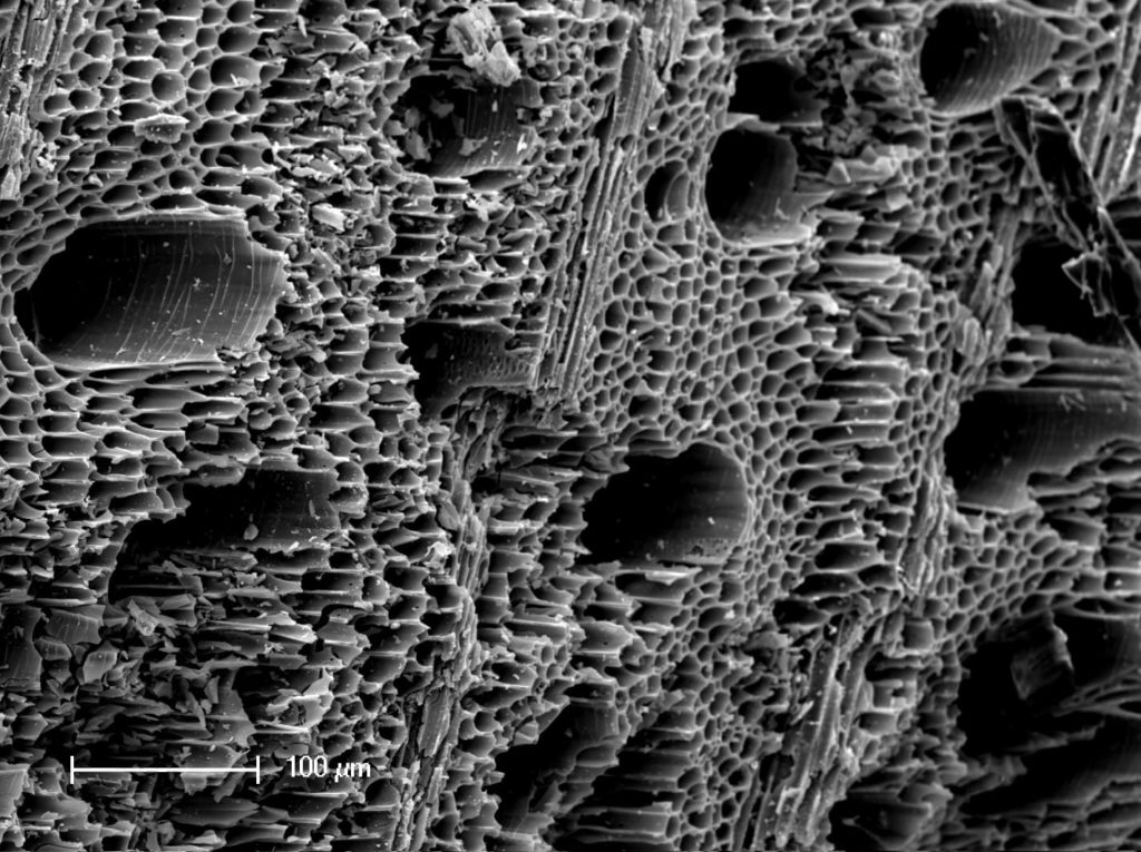 Electron-microscope-image-of-biochar-min-1024x765.jpg