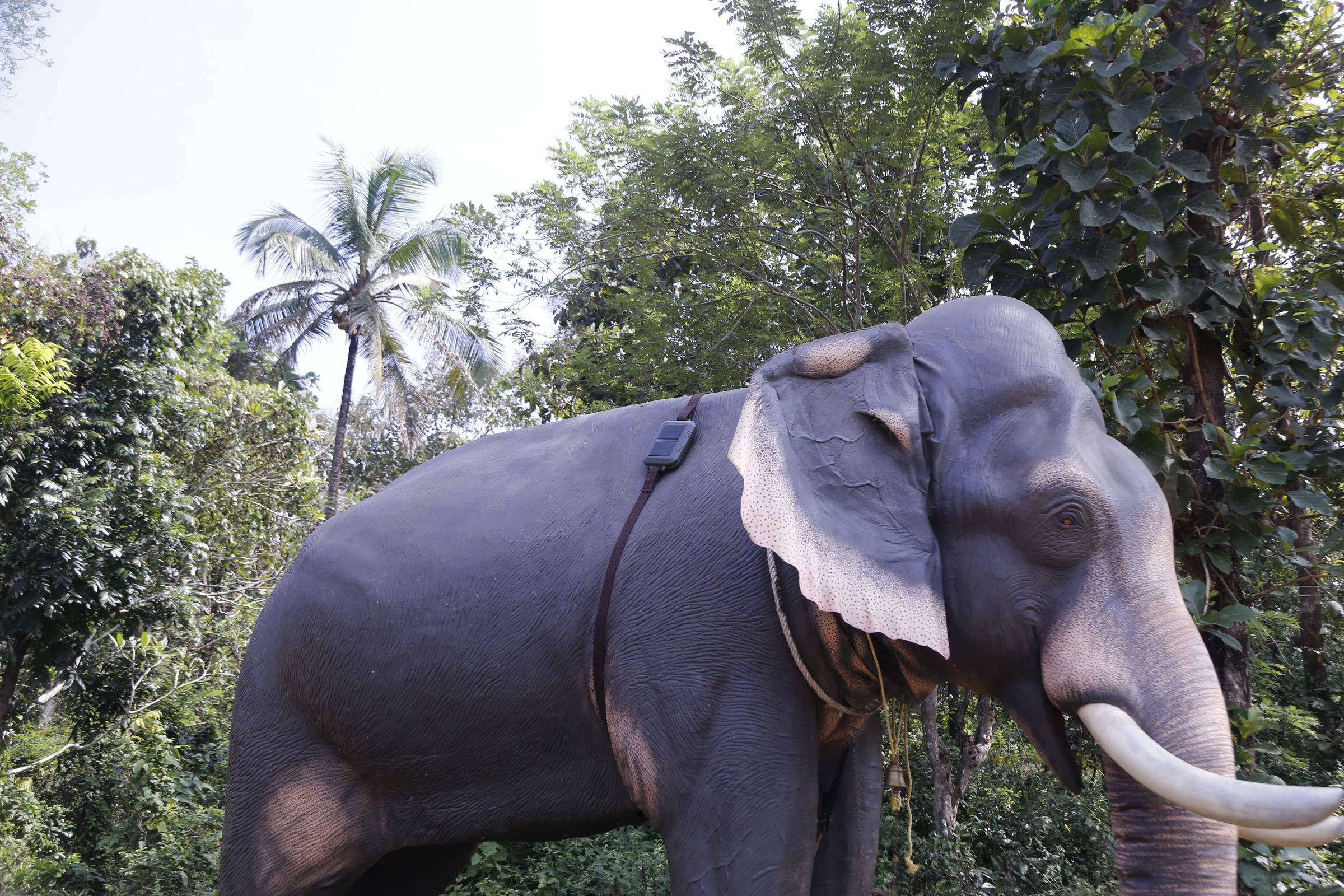 Elephant.jpeg