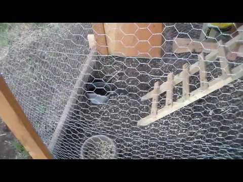 Every Home Should Have Chickens (Free Chicken Tractor Plans)