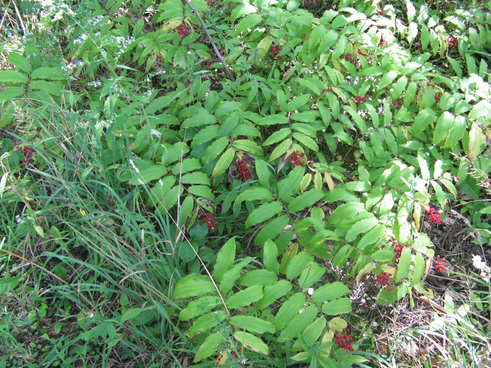 False Solomon&rsquo;s Seal 3.JPG