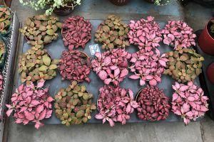 Fittonia-Albivenis43.jpg