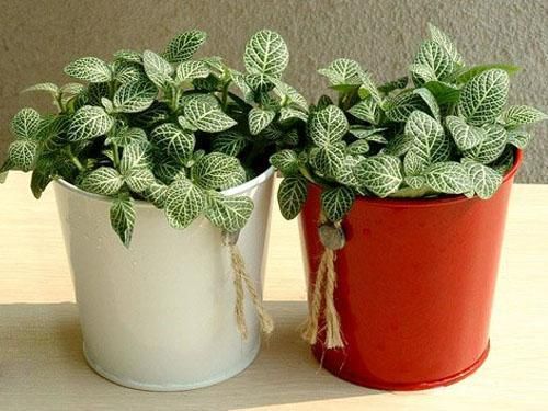 Fittonia-Albivenis44.jpg