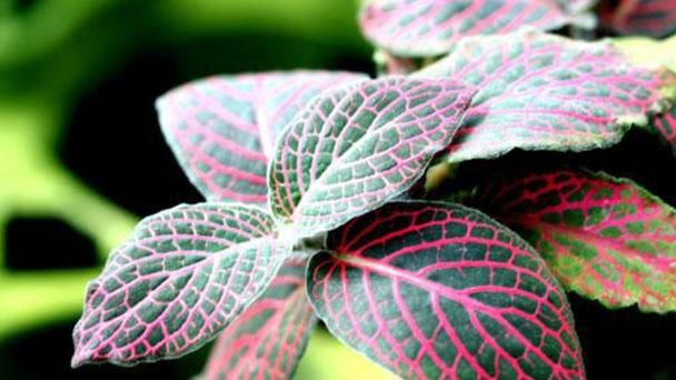 Fittonia-Albivenis45.jpg