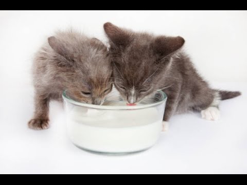 Foods You Should Never Feed Your Cat