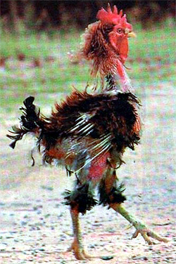Frazzled!.jpg